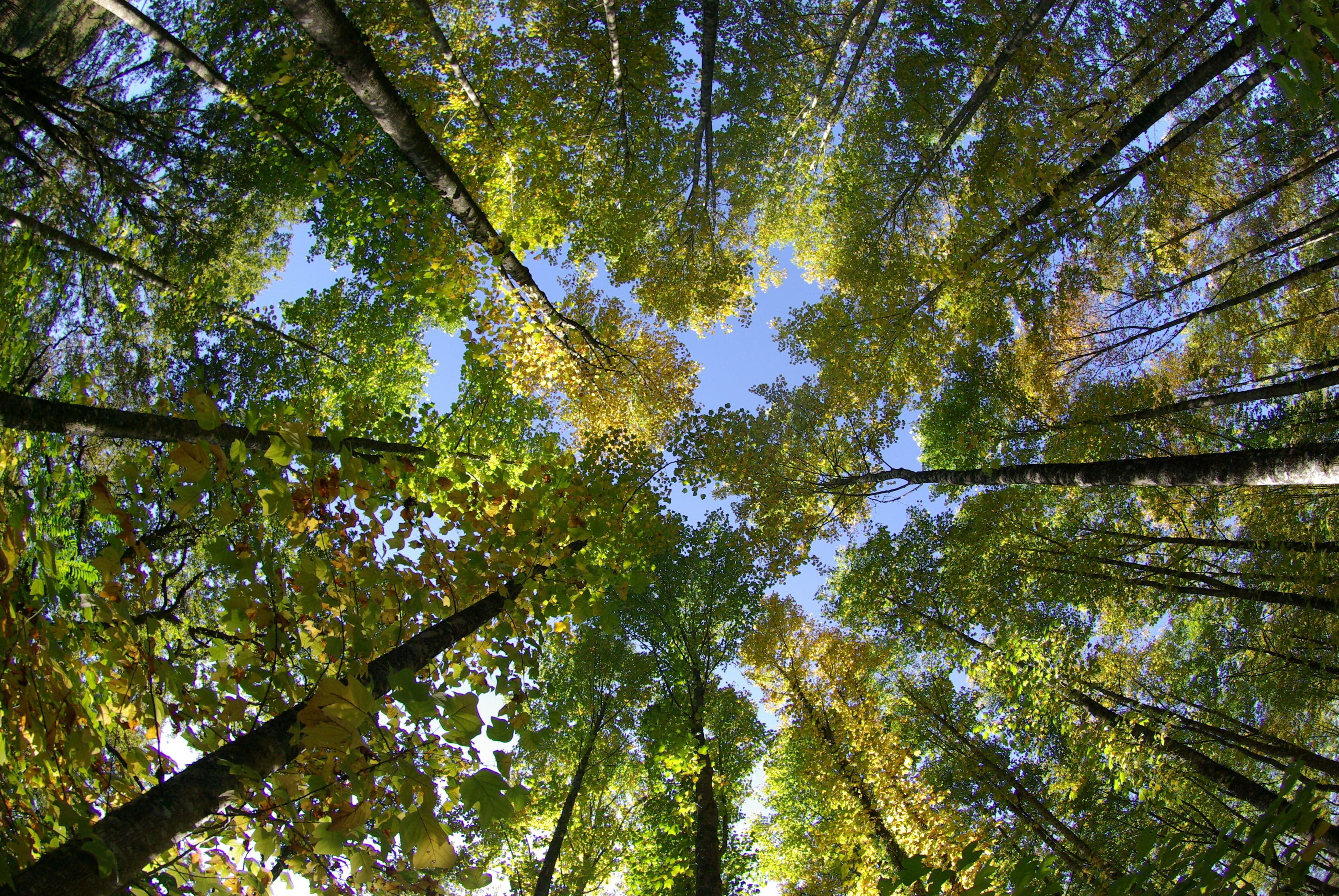 Forêt