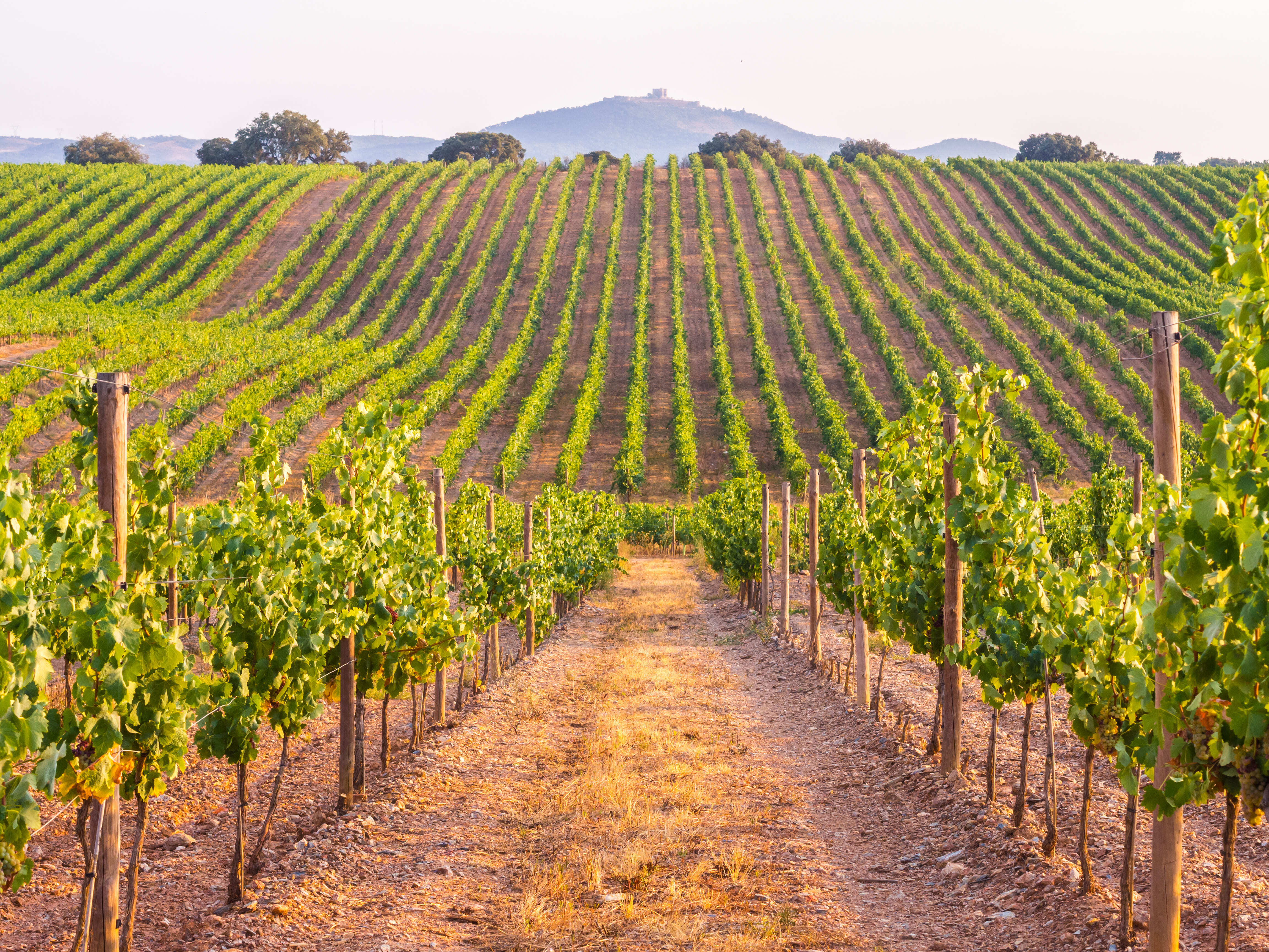 Vignes