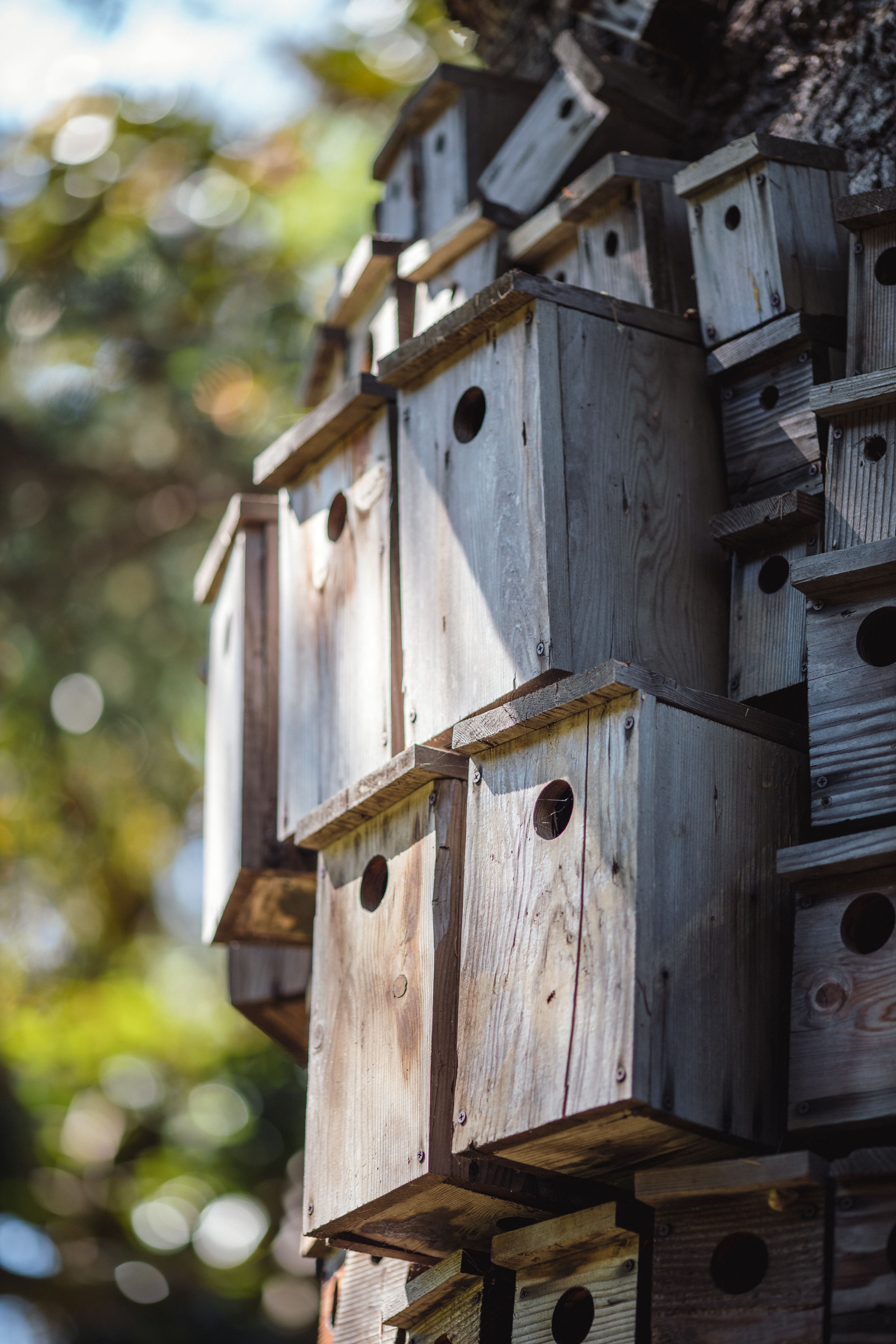 brown-wooden-birdhouse-tilt-shift-lens (1)