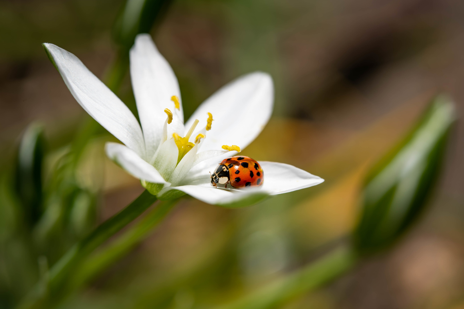 capture-selective-coccinelle-assise-petale-fleur